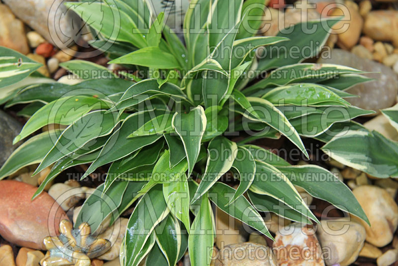 Hosta Little Devil (Hosta funkia august lily) 1 