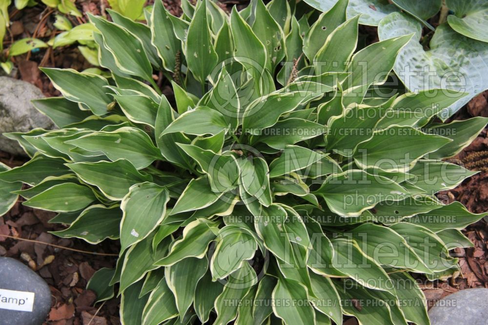 Hosta Little Devil (Hosta funkia august lily) 2 