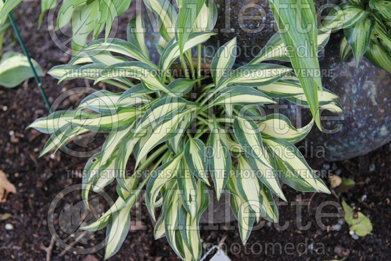 Hosta Little Jay (Hosta funkia august lily)  1