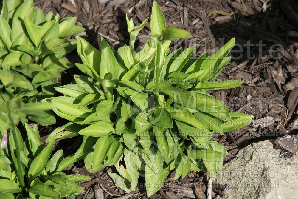 Hosta Little Maddie (Hosta funkia august lily) 1 