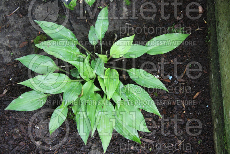 Hosta Little Red Joy (Hosta funkia august lily) 1 