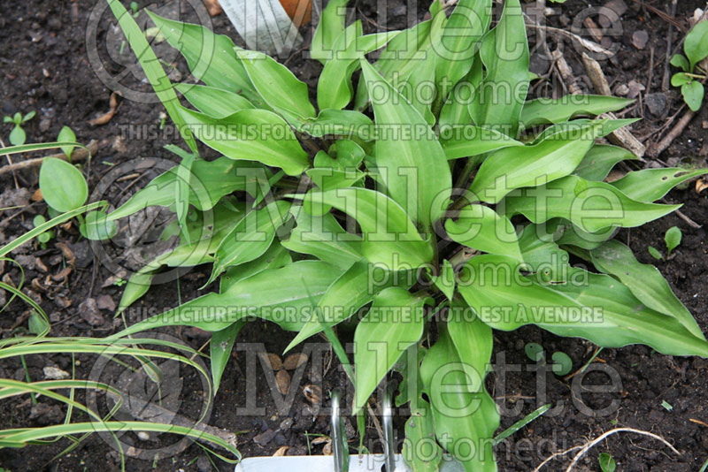 Hosta Little Red Rooster (Hosta funkia august lily) 2