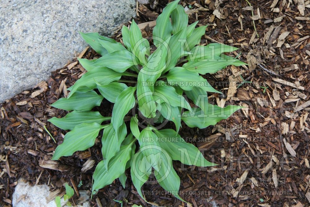 Hosta Little Red Rooster (Hosta funkia august lily) 1 