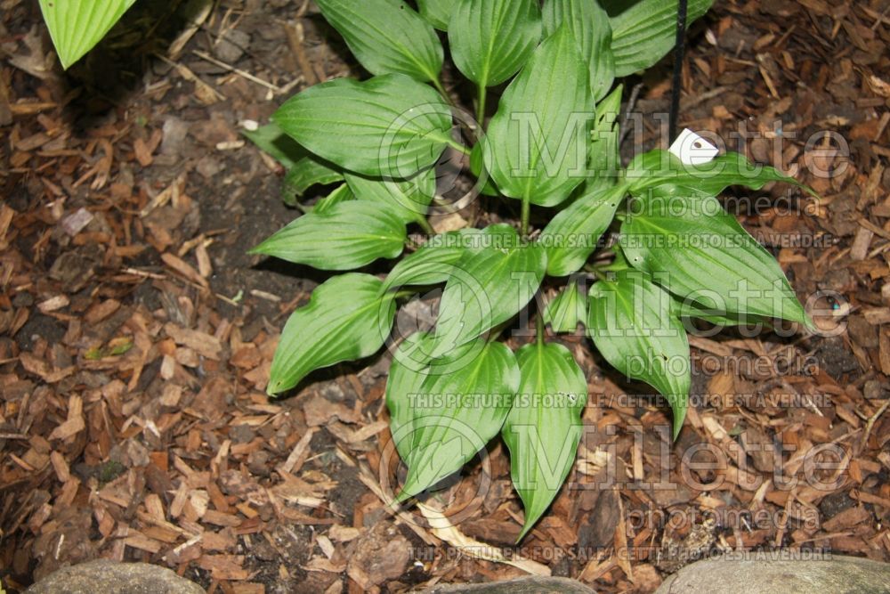 Hosta Little Red Rooster (Hosta funkia august lily) 3