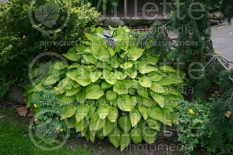 Hosta Little Sunspot (Hosta funkia august lily) 1