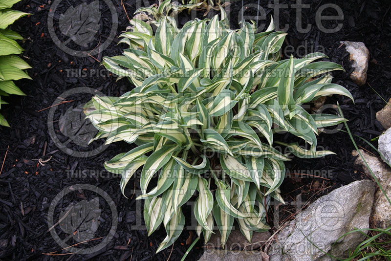 Hosta Little Treasure (Hosta funkia august lily) 1 