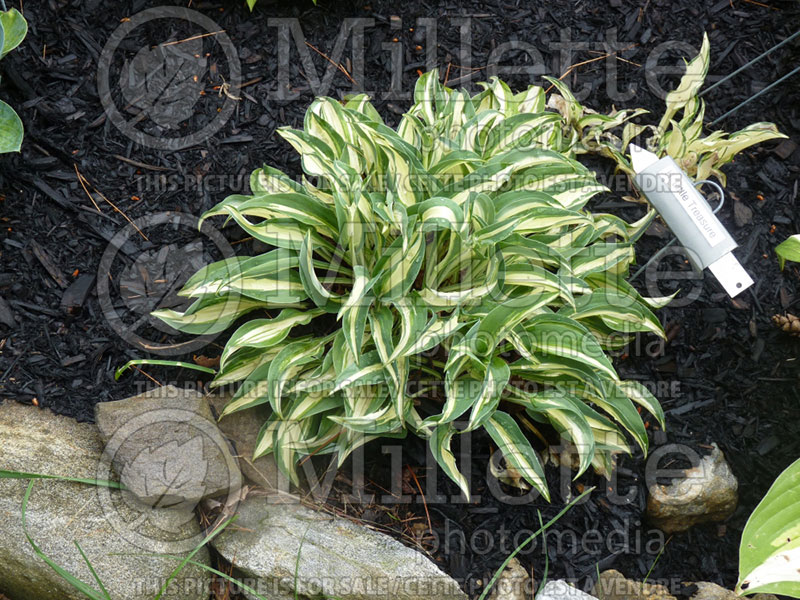 Hosta Little Treasure (Hosta funkia august lily) 2 