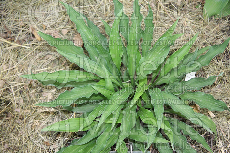 Hosta Lizard Lick (Hosta funkia august lily) 1