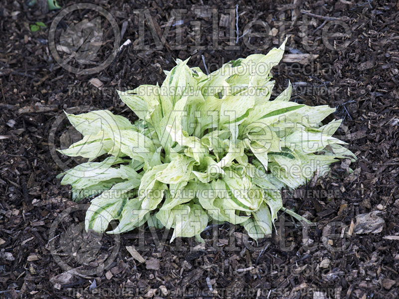 Hosta London Fog (Hosta funkia august lily)  3