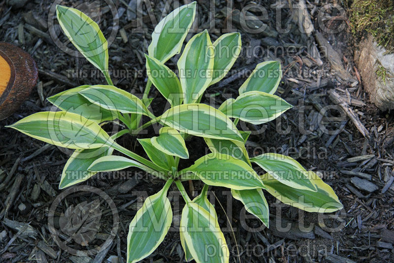 Hosta Looking Pretty (Hosta funkia august lily)  1