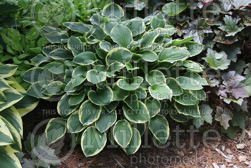 Hosta Love of Life (Hosta funkia august lily) 1