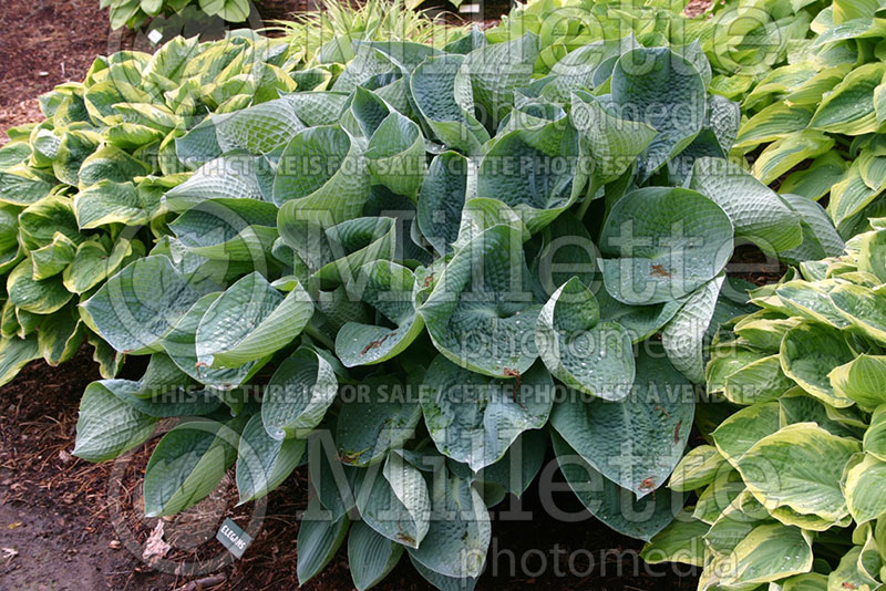 Hosta Love Pat (Hosta funkia august lily) 1