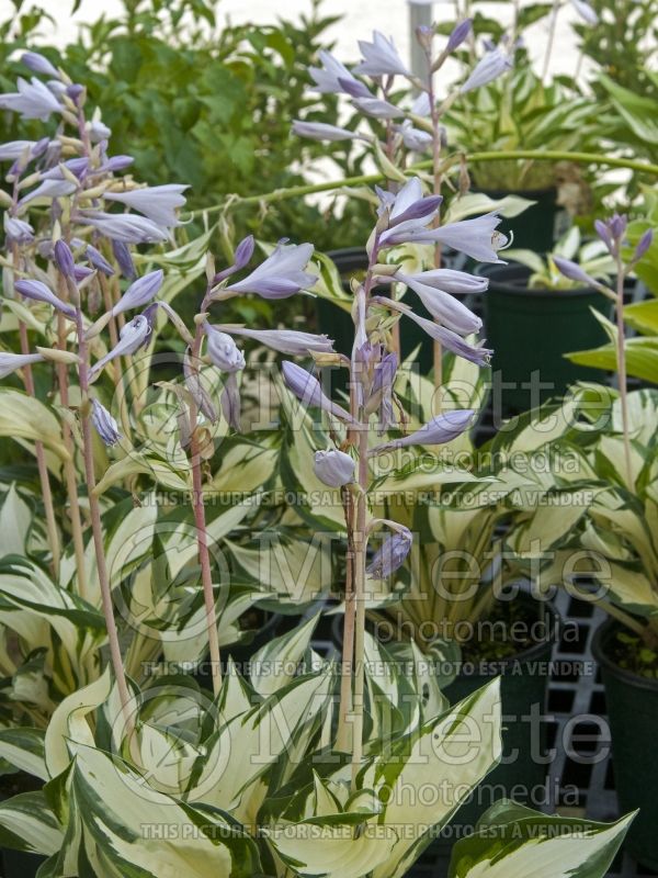 Hosta Loyalist (Hosta funkia august lily) 3 