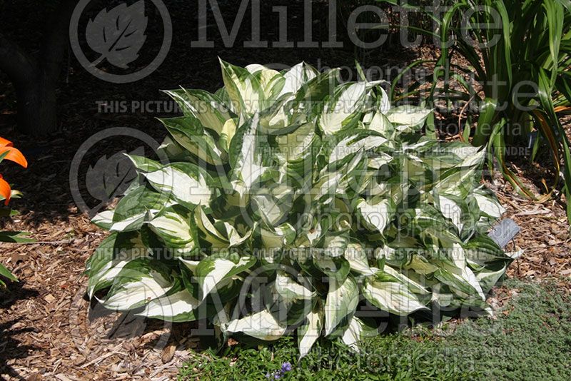 Hosta Loyalist (Hosta funkia august lily) 1