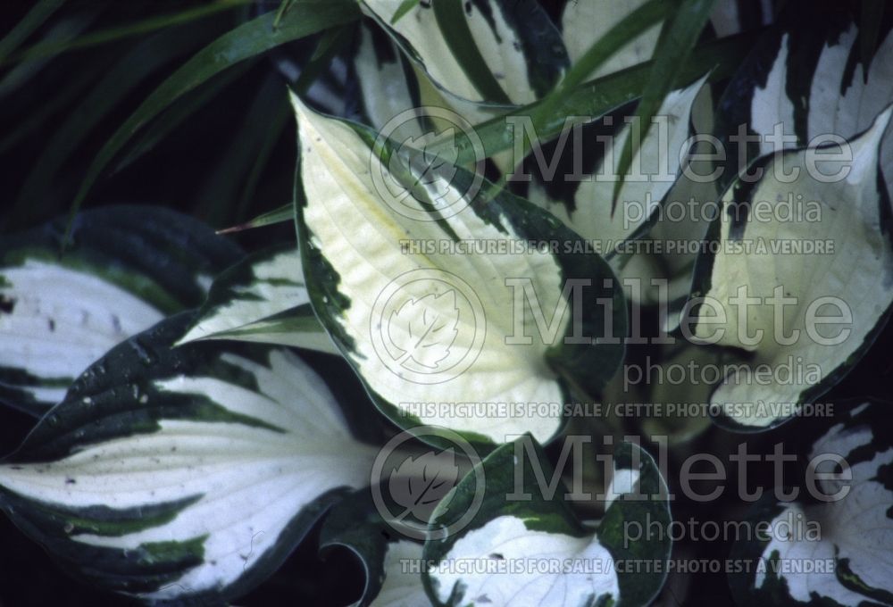 Hosta Loyalist (Hosta funkia august lily) 6 