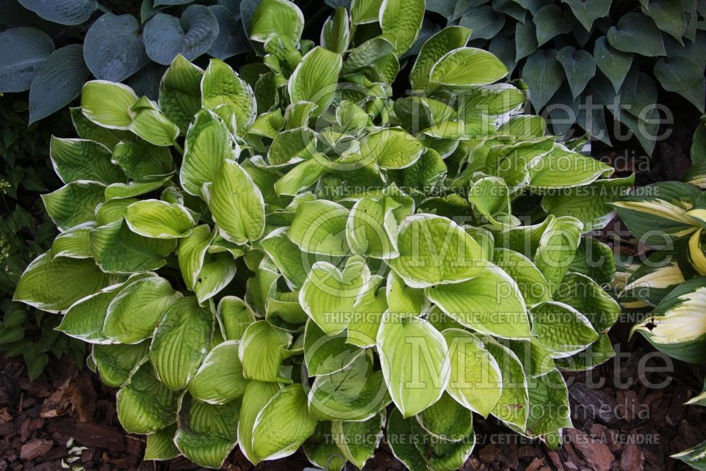 Hosta Lunar Eclipse (Hosta funkia august lily) 1