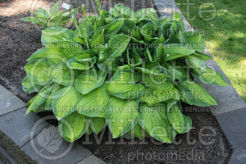 Hosta Lunar Orbit (Hosta funkia august lily) 1 