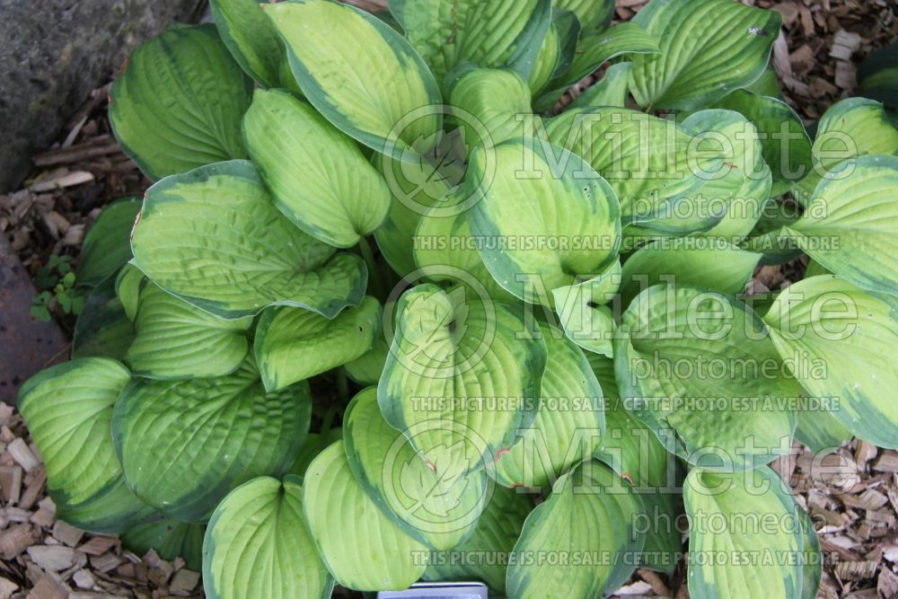 Hosta Lunar Orbit (Hosta funkia august lily) 2 