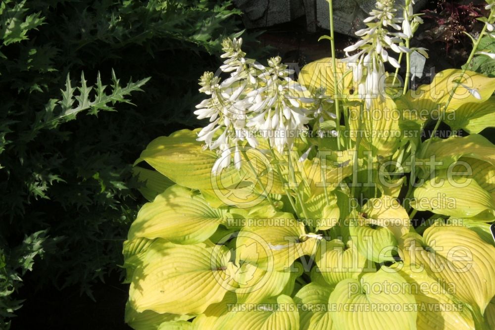 Hosta Made You Look (Hosta funkia august lily) 1 