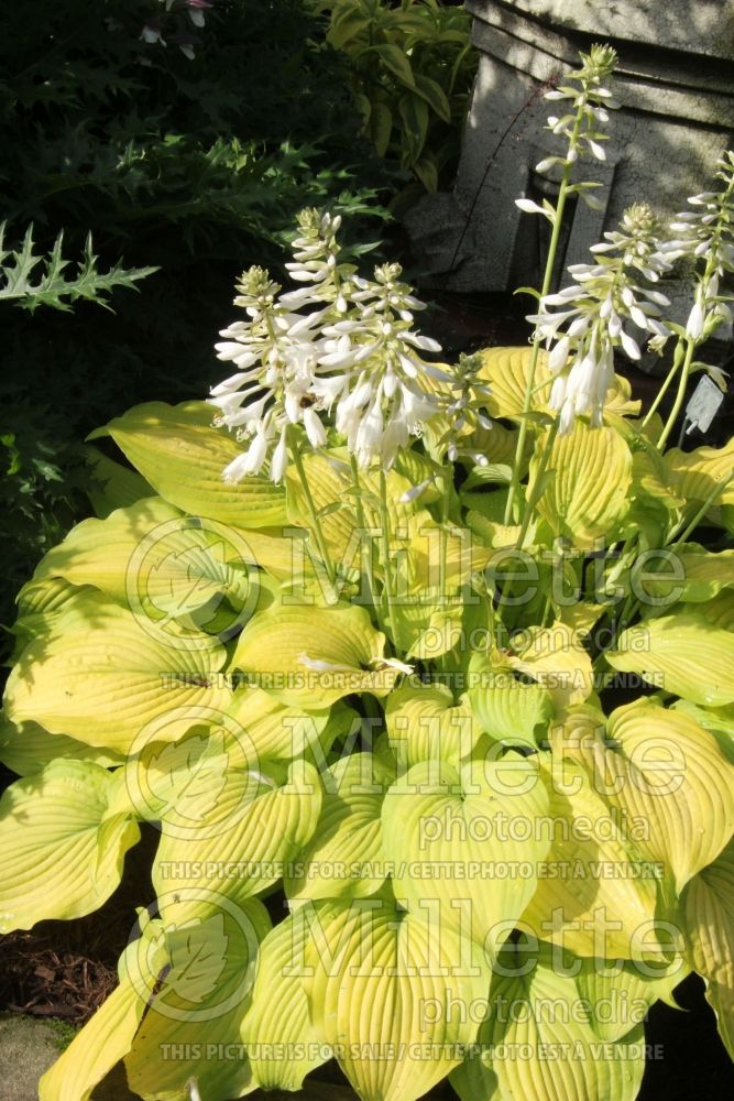 Hosta Made You Look (Hosta funkia august lily) 2 