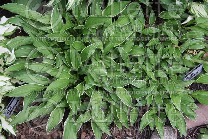 Hosta Magic Carpet (Hosta funkia august lily) 1