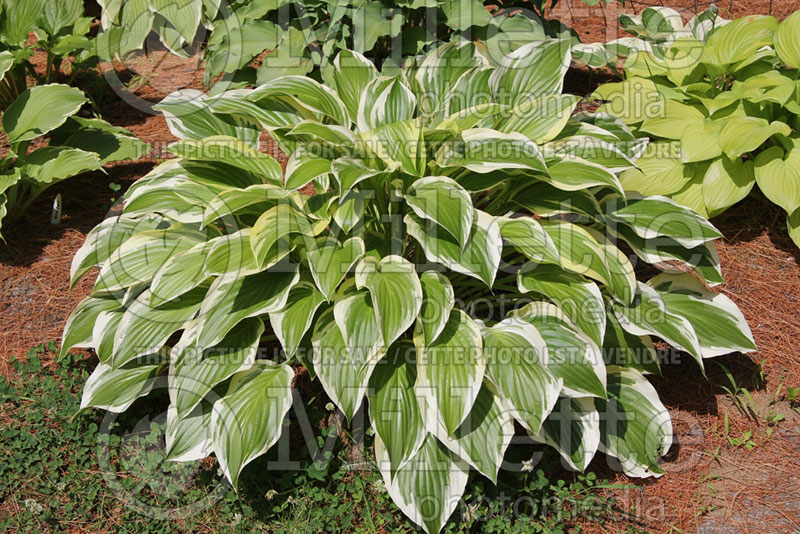 Hosta Majestic (Hosta funkia august lily) 2 