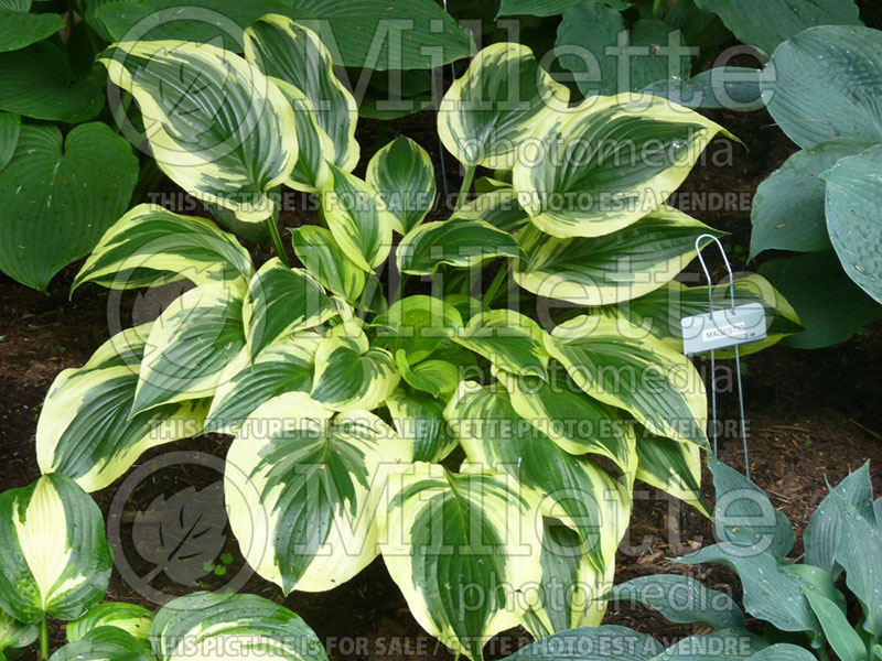 Hosta Majestic (Hosta funkia august lily) 1 