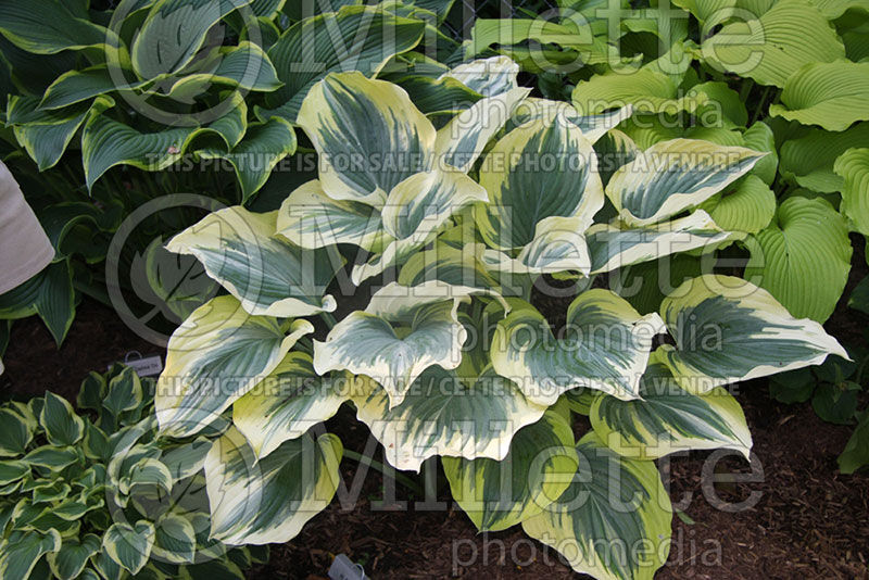 Hosta Majesty (Hosta funkia august lily) 1 