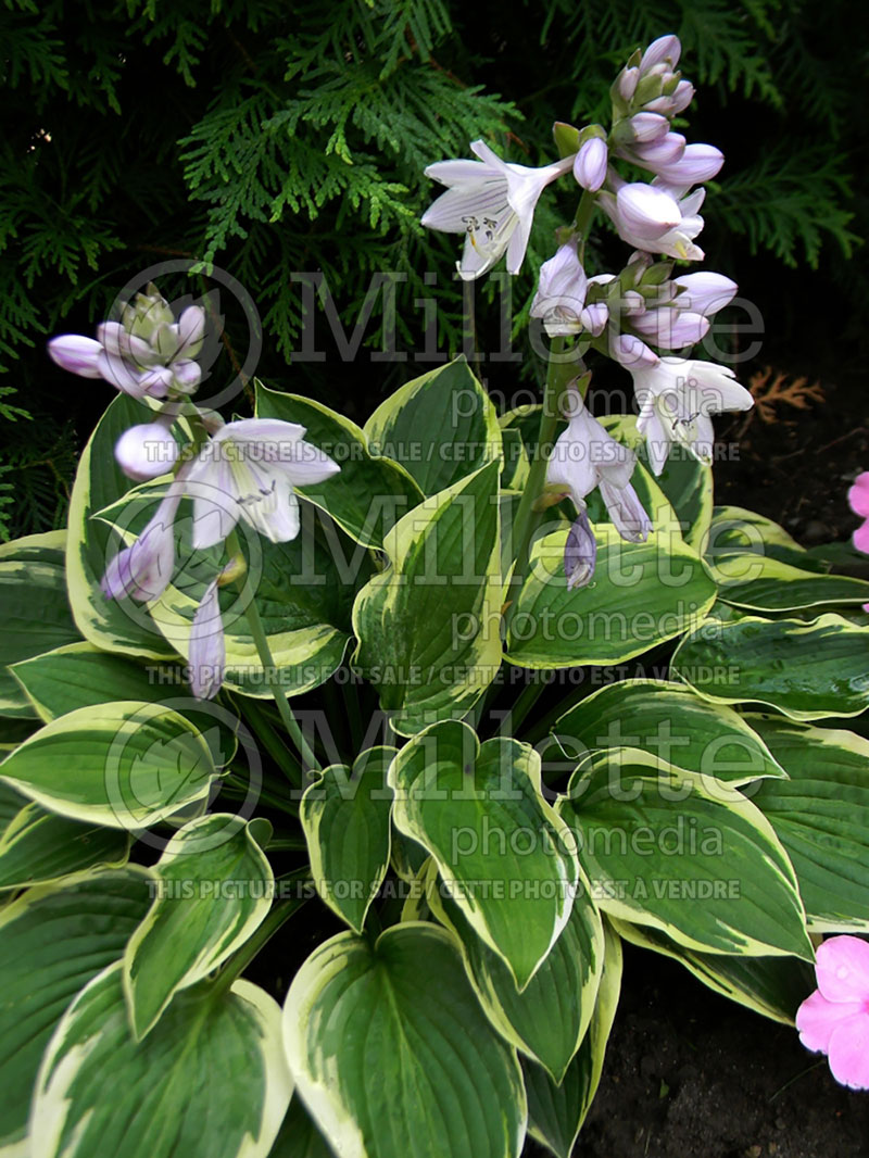 Hosta Mama Mia (Hosta funkia august lily) 1