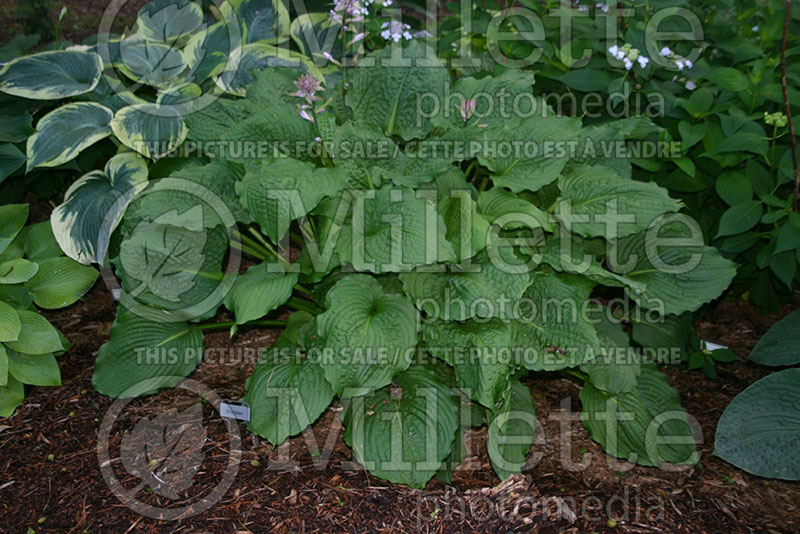 Hosta Manhattan (Hosta funkia august lily) 1