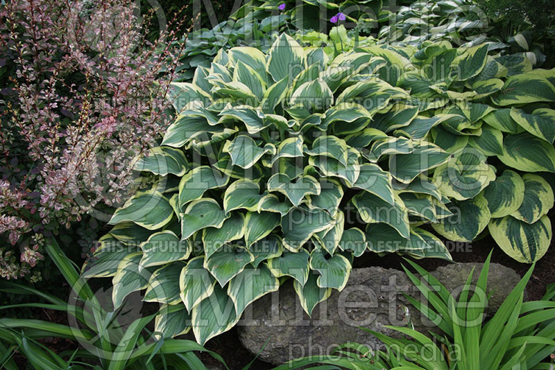 Hosta Margin of Error (Hosta funkia august lily) 1 