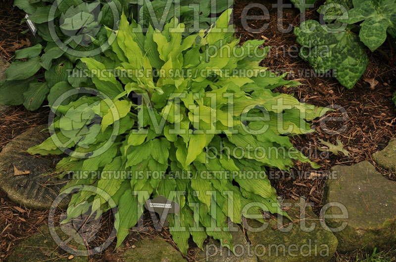 Hosta Marrakech (Hosta funkia august lily)  1