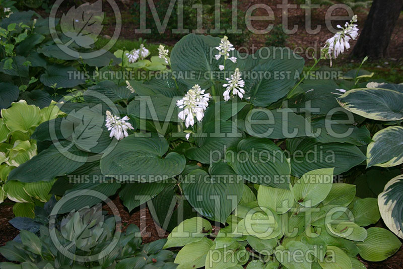 Hosta Mary Lou (Hosta funkia august lily) 1