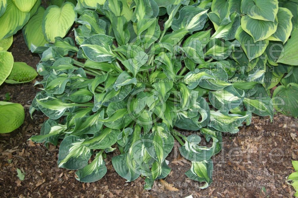 Hosta Mary Marie Ann (Hosta funkia august lily) 1 