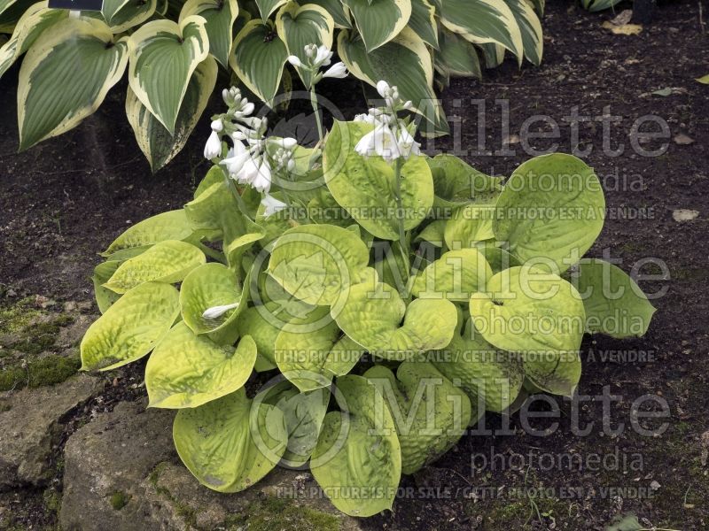 Hosta Maui Buttercups (Hosta funkia august lily) 4 