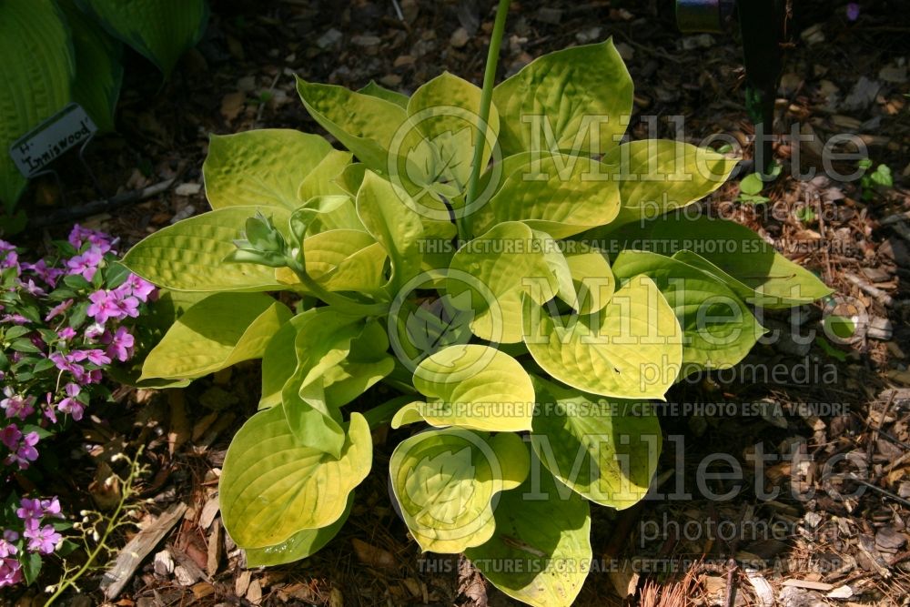 Hosta Maui Buttercups (Hosta funkia august lily) 1 