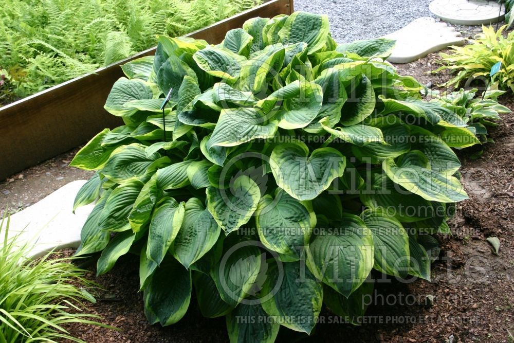 Hosta Mayan Moon (Hosta funkia august lily) 1