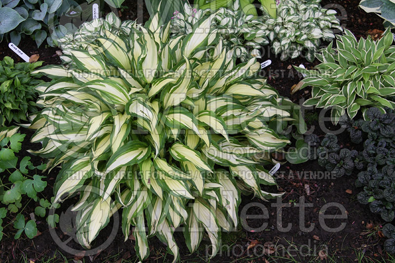 Hosta Medusa (Hosta funkia august lily) 1 