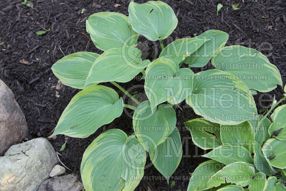 Hosta Megan's Angel (Hosta funkia august lily) 1 