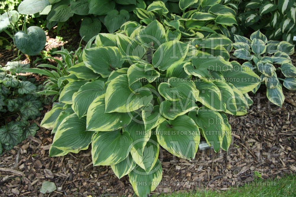 Hosta Memories of Dorothy (Hosta funkia august lily) 1