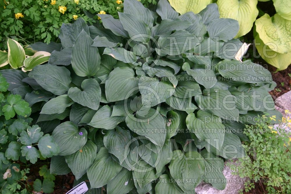 Hosta Metallica (Hosta funkia august lily) 1