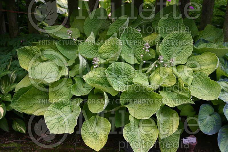 Hosta Midas Touch (Hosta funkia august lily) 1