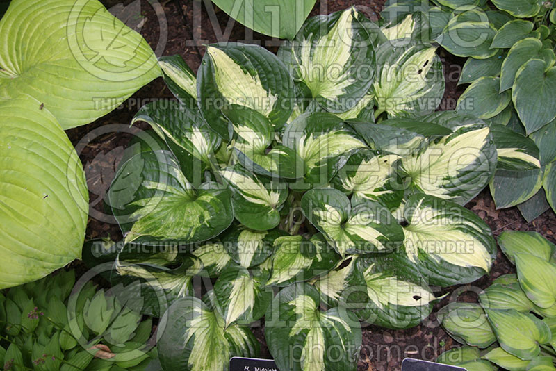 Hosta Midnight at the Oasis (Hosta funkia august lily) 1