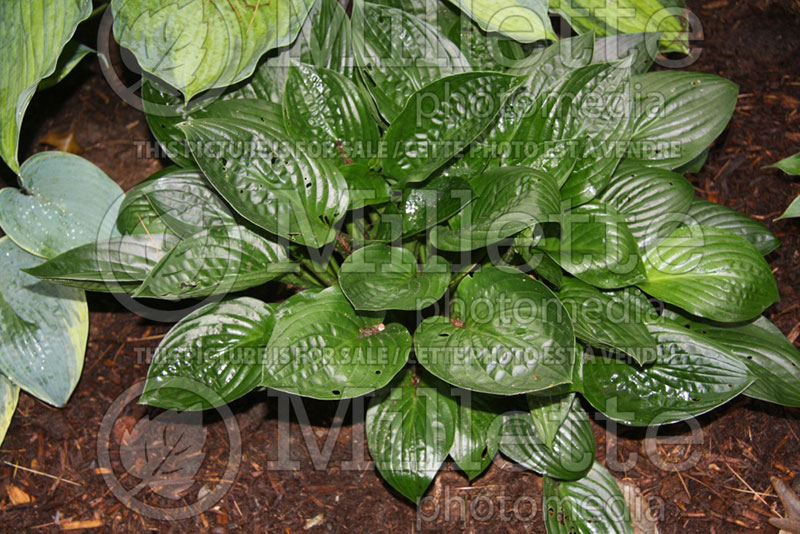 Hosta Midnight Oil (Hosta funkia august lily)  1