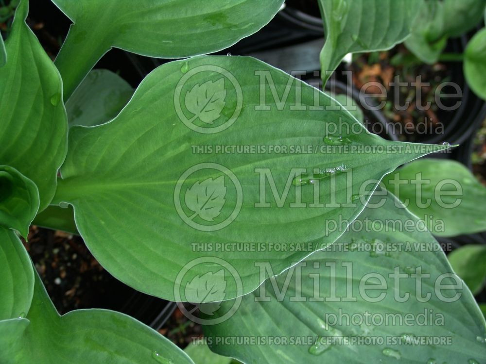 Hosta Midnight Ride (Hosta funkia august lily) 1 