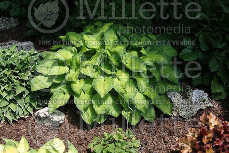 Hosta Midwest Magic (Hosta funkia august lily) 1