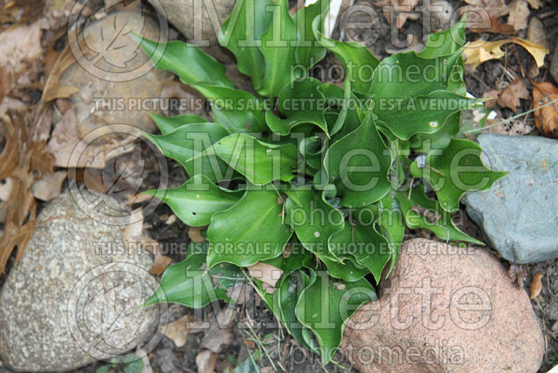 Hosta Mighty Mite (Hosta funkia august lily) 1 