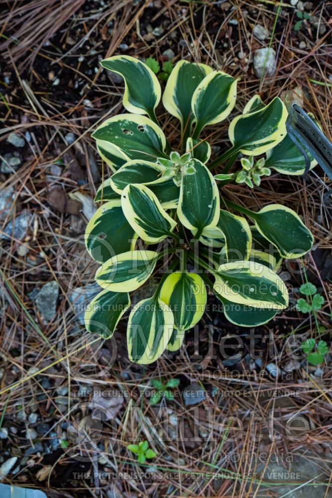 Hosta Mighty Mouse (Hosta funkia august lily) 4 