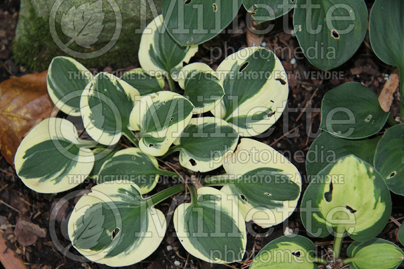 Hosta Mighty Mouse (Hosta funkia august lily) 1 