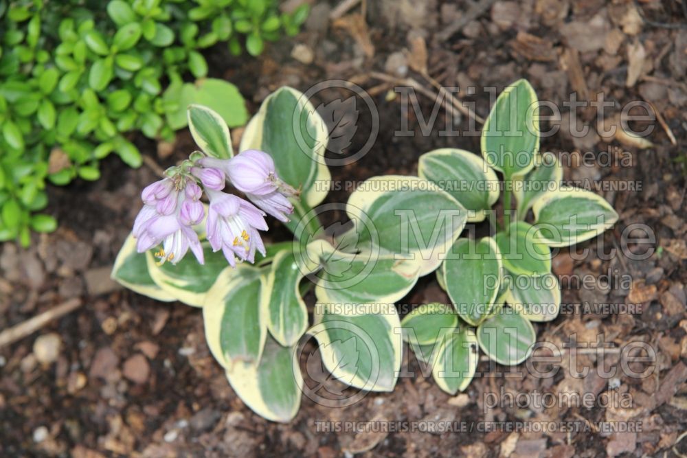 Hosta Mighty Mouse (Hosta funkia august lily) 6 